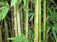 Bamboo-herb.jpg