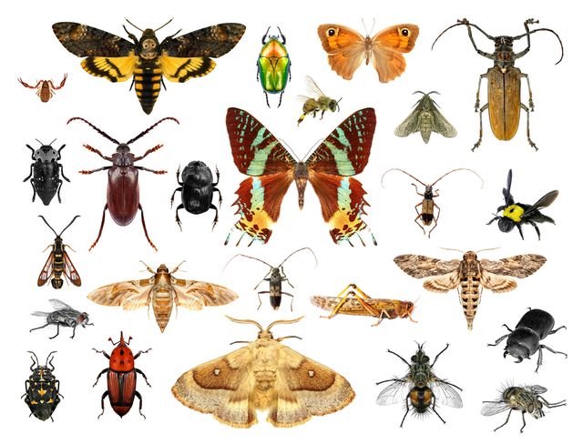 चित्र:Insects.jpg