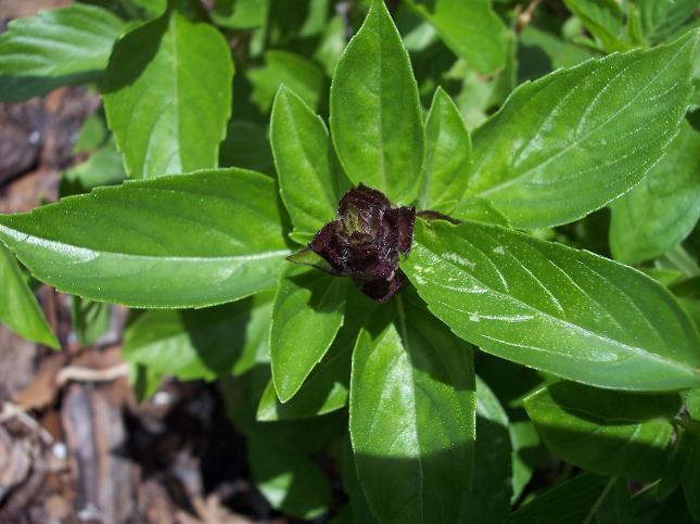 चित्र:Thai-basil.jpg