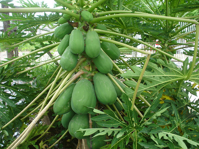 चित्र:Papaya-Tree-1.jpg