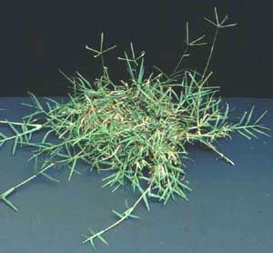 चित्र:Doob-Grass.jpg