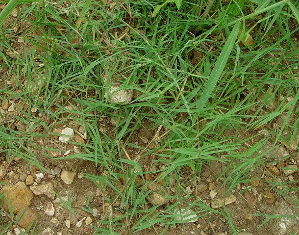 चित्र:Cynodon-dactylon-grass.jpg
