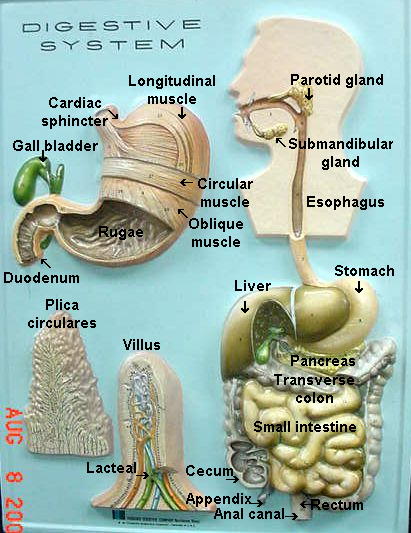 चित्र:Digestive-System.jpg