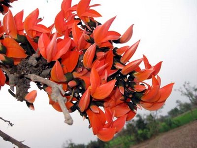चित्र:Palash-Flowers.jpg