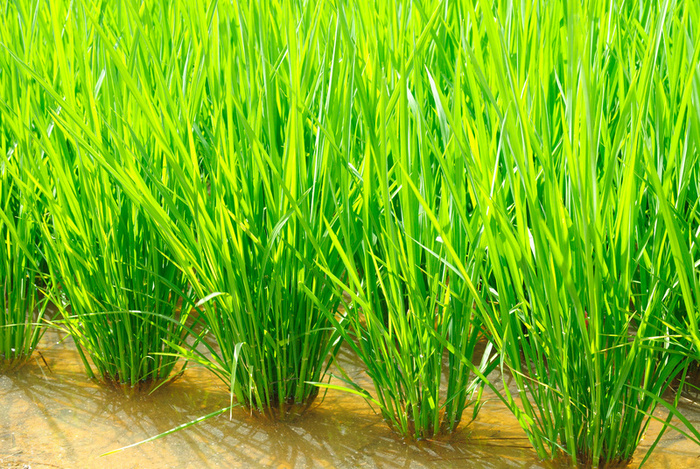 चित्र:Paddy.jpg