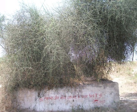 करील वृक्ष