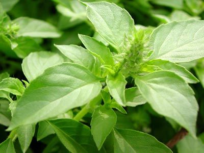 चित्र:Holy basil.jpg