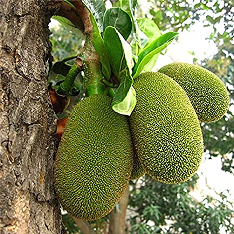 चित्र:Jackfruit .jpg