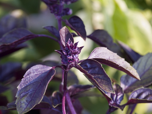 चित्र:Purple basil.jpg