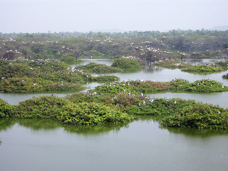 चित्र:Vedanthangal-Lake-Bird-Sanctuary.jpg