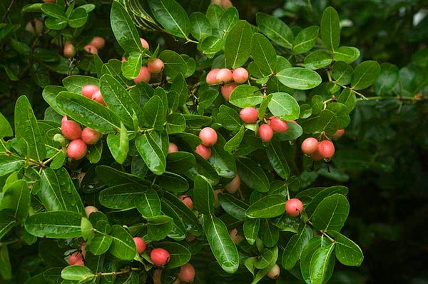 चित्र:Karonda-plant-95.jpg