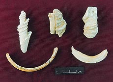 चित्र:Rakhigarhi-3.jpg