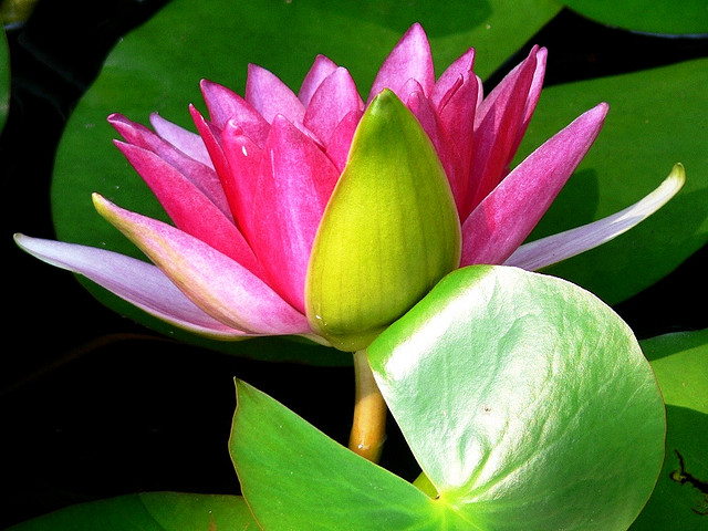 चित्र:Lotus-2.jpg