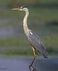 चित्र:Herons.jpg