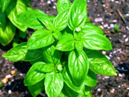 चित्र:SweetBasil.jpg