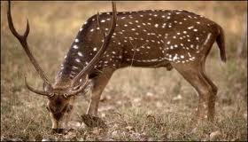 चित्र:Chital-Sitanadi-Wildlife-Sanctuary.jpg