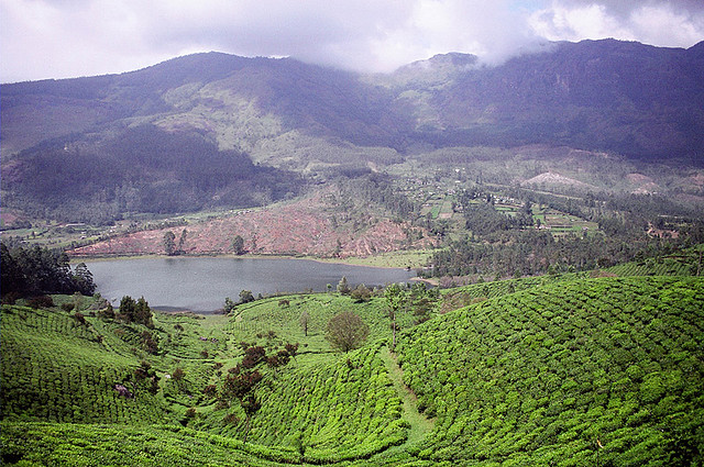 चित्र:Munnar-Kerala.jpg