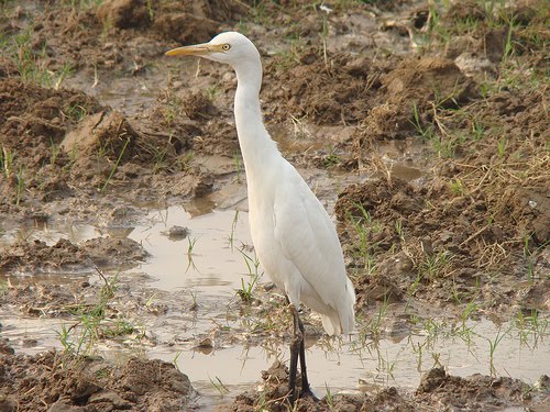 चित्र:Heron.jpg
