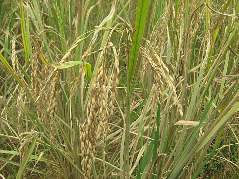 चित्र:Paddy-crop.jpg