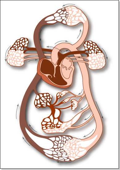 चित्र:Circulatory-System.jpg