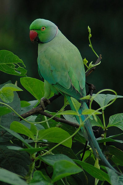 चित्र:Parrot.jpg