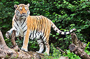 Tiger.jpg