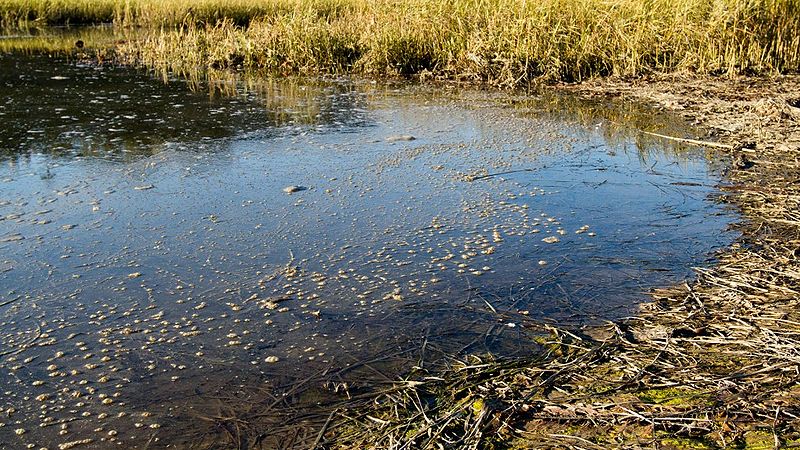 चित्र:Water-Pollution.jpg