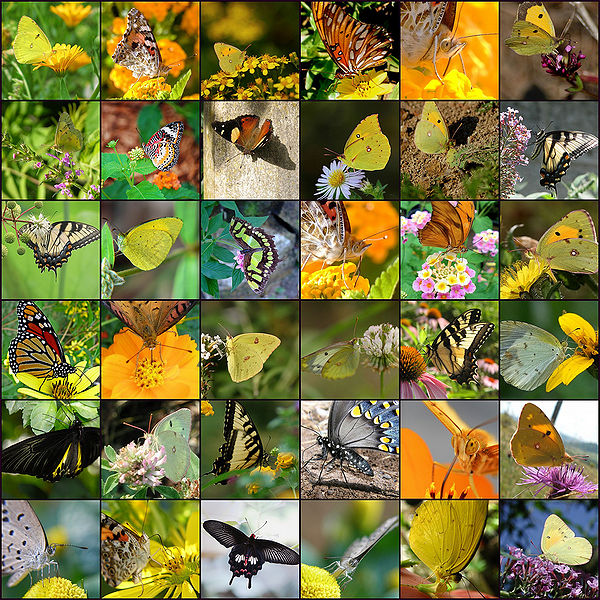 चित्र:Butterflies.jpg