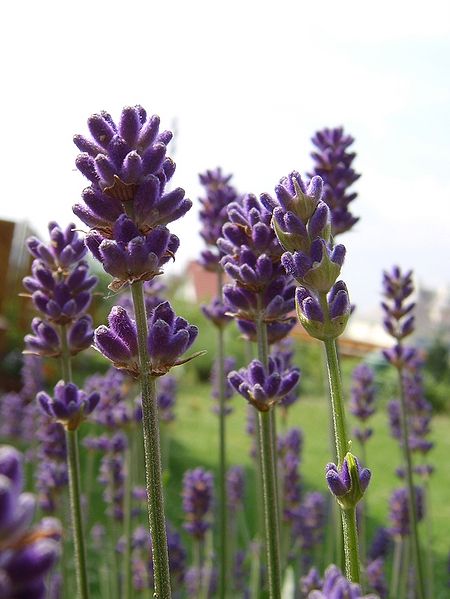 चित्र:Lavender.jpg