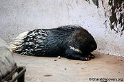 Porcupine.jpg