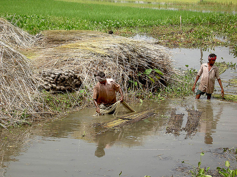 चित्र:Jute-1.jpg