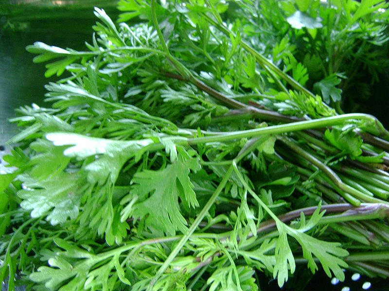 चित्र:Coriander.jpg