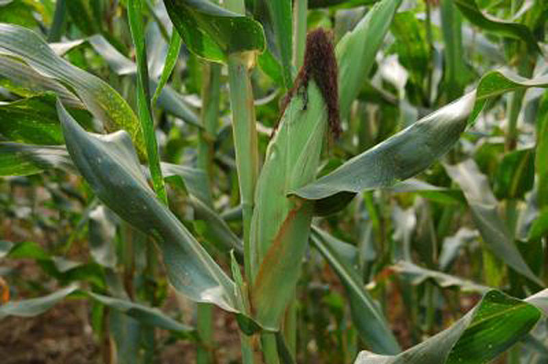 चित्र:Maize-Field.jpg