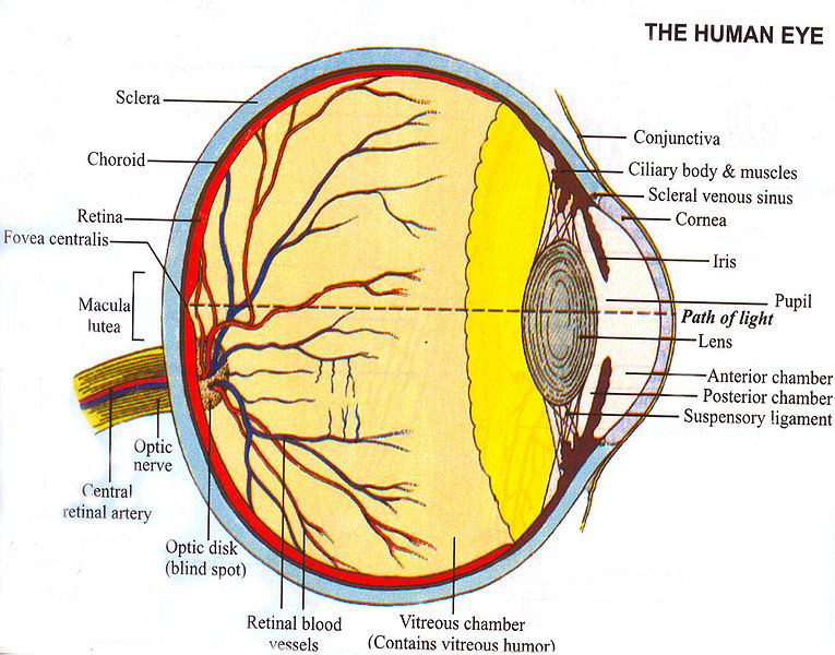 चित्र:Eye.jpg
