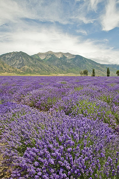 चित्र:Lavender-3.jpg