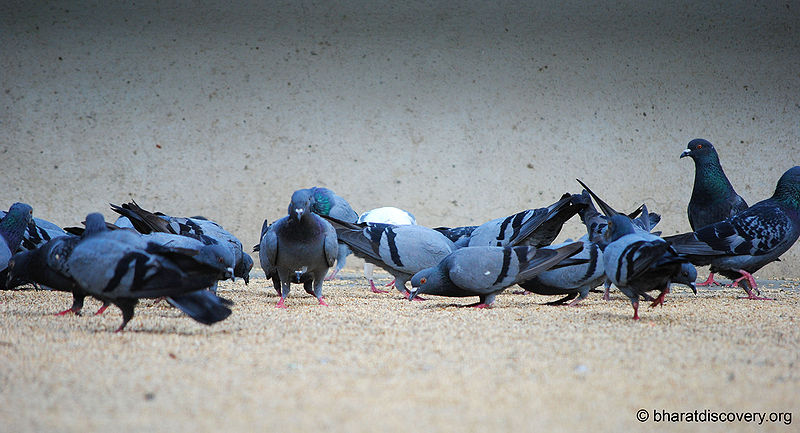 चित्र:Pigeon-4.jpg