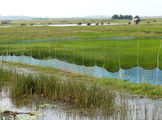 Chilika-Lake-9.jpg