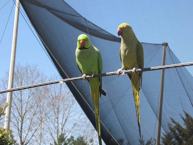 चित्र:Parrot-1.jpg