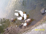 Rewalsar-Lake-4.jpg
