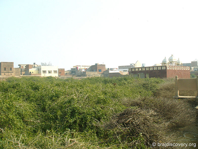 चित्र:Nidhivan-Vrindavan-0.jpg