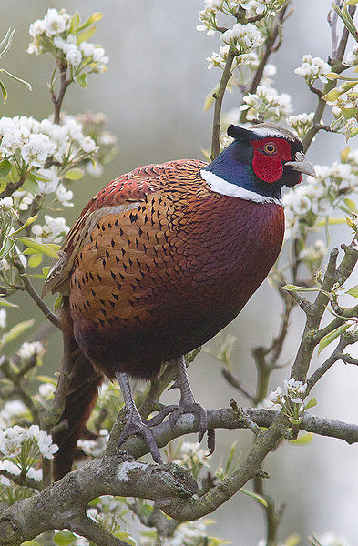 चित्र:Pheasant-3.jpg