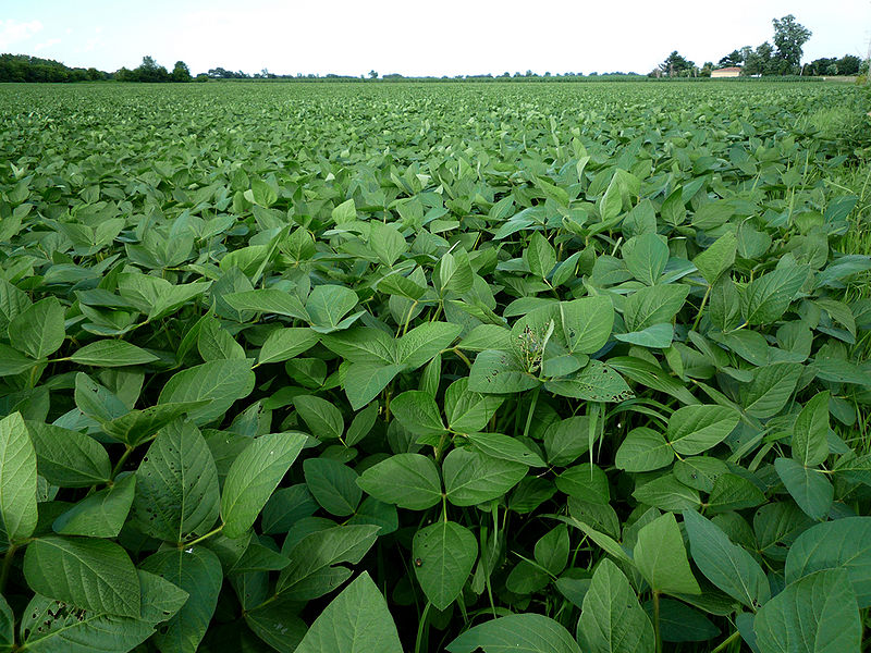 चित्र:Soybean-Field-1.jpg