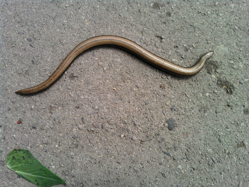 चित्र:Slow-Worm.jpg