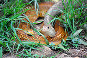 Snake.jpg