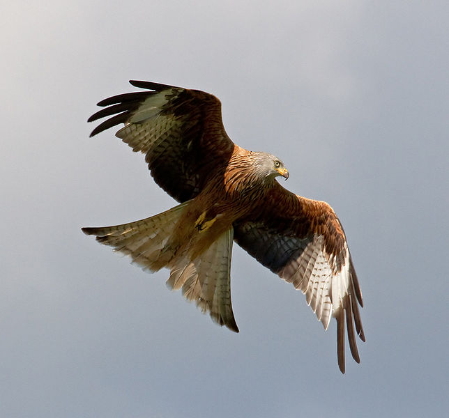 चित्र:Red-Kite.jpg