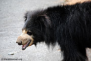 Reechh-1.jpg