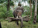 Elephant-5.jpg