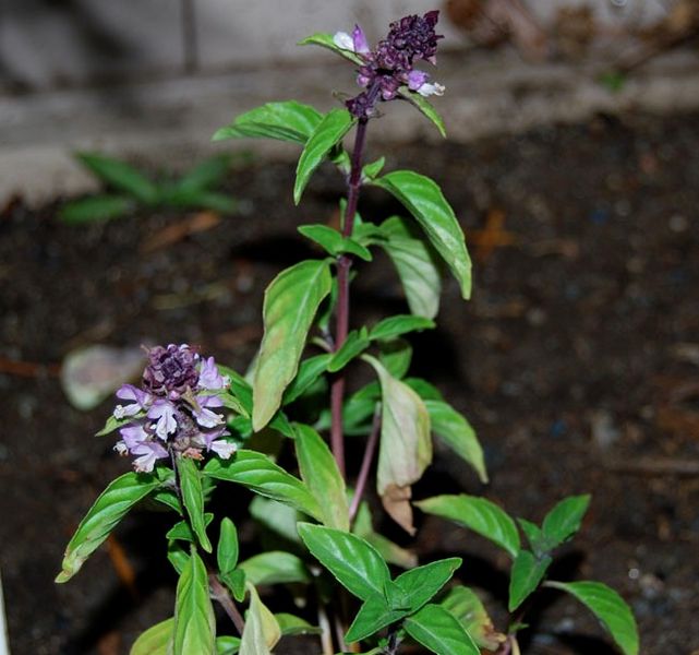 चित्र:Basil cinnamon.jpg