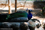 Peacock.jpg