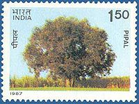 भारतीय डाकटिकट में पीपल